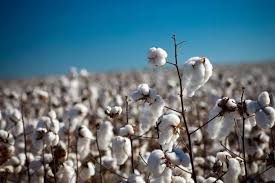 Cultivo del algodón