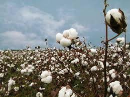 plantas de algodón