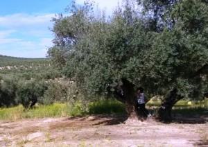 Luis en olivar de Jabalqunto
