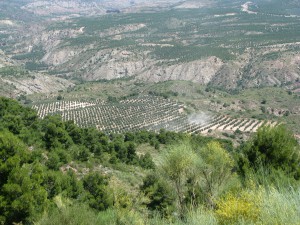 finca de olivar en Jaén