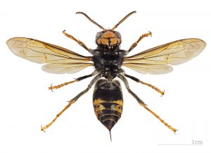 especie invasora. vespa velutina