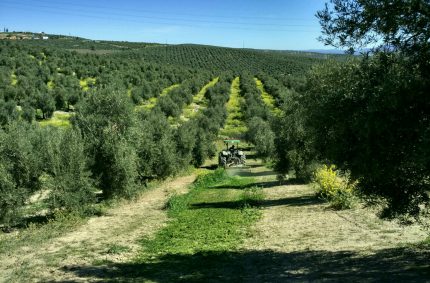 Andalucía aumenta la cuantía para las ayudas agroambientales