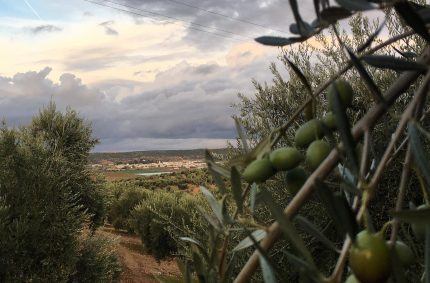 La producción de aceite de oliva crece un 28% con respecto a la campaña anterior