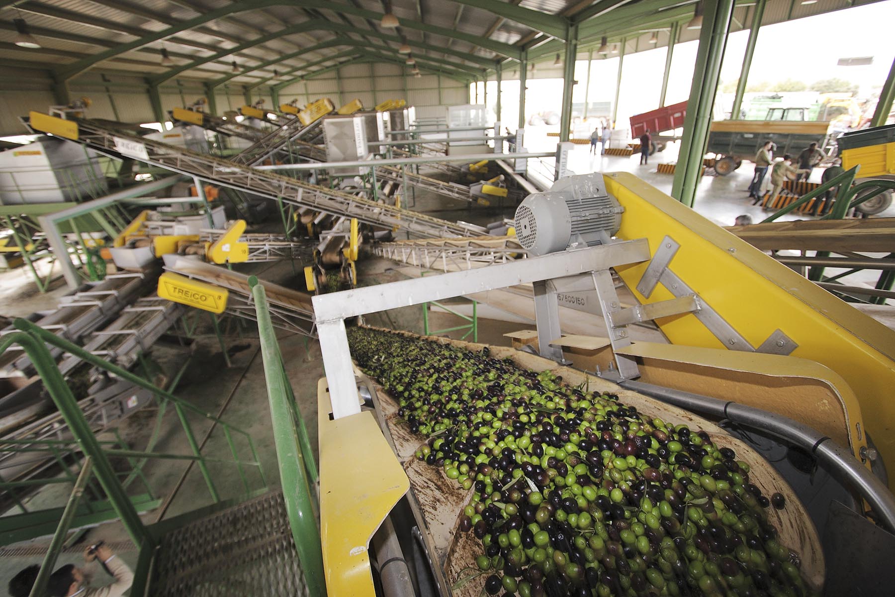 Le scorte di olio d’oliva in Italia sono diminuite dell’8,7%