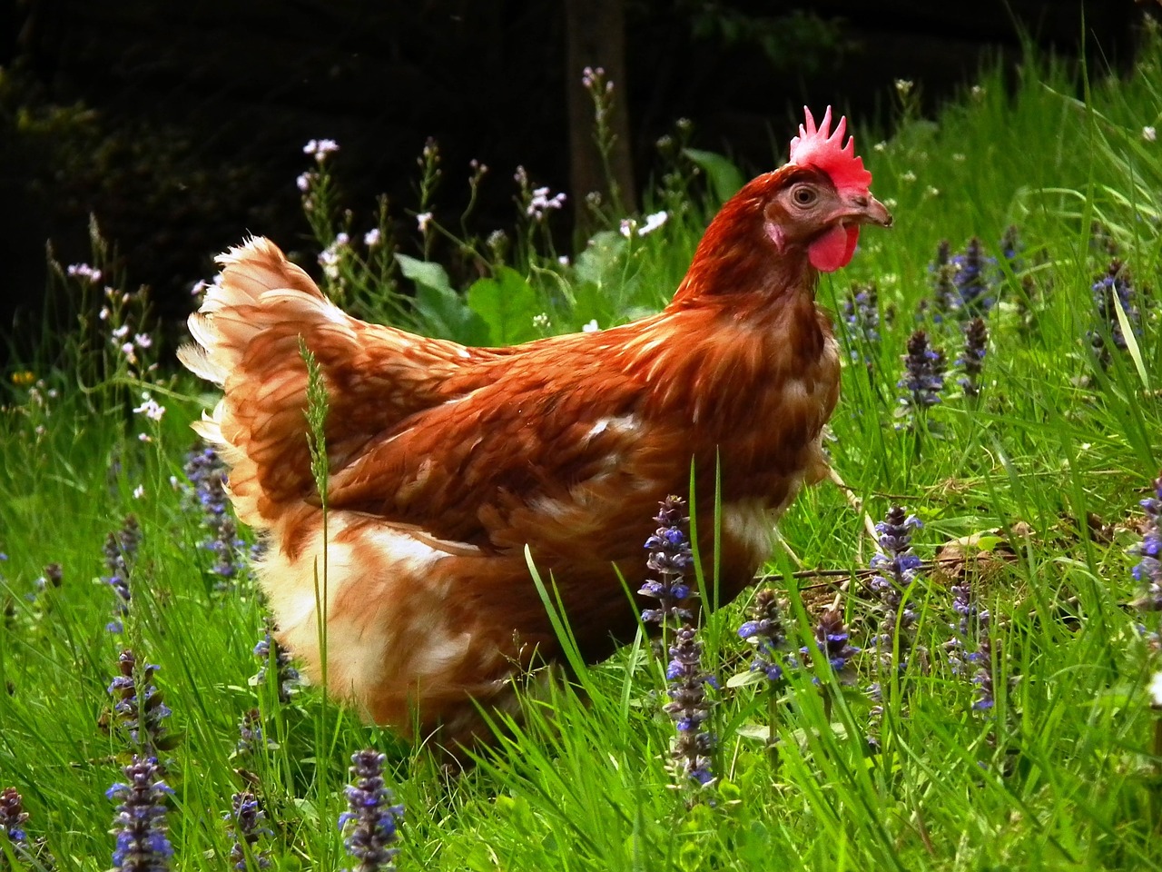 Aprobada la aplicación de la normativa europea sobre alimentación de animales de granja con piensos de origen animal