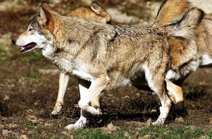 Asaja insta a Medio Ambiente a realizar cambios urgentes en las políticas de protección del lobo
