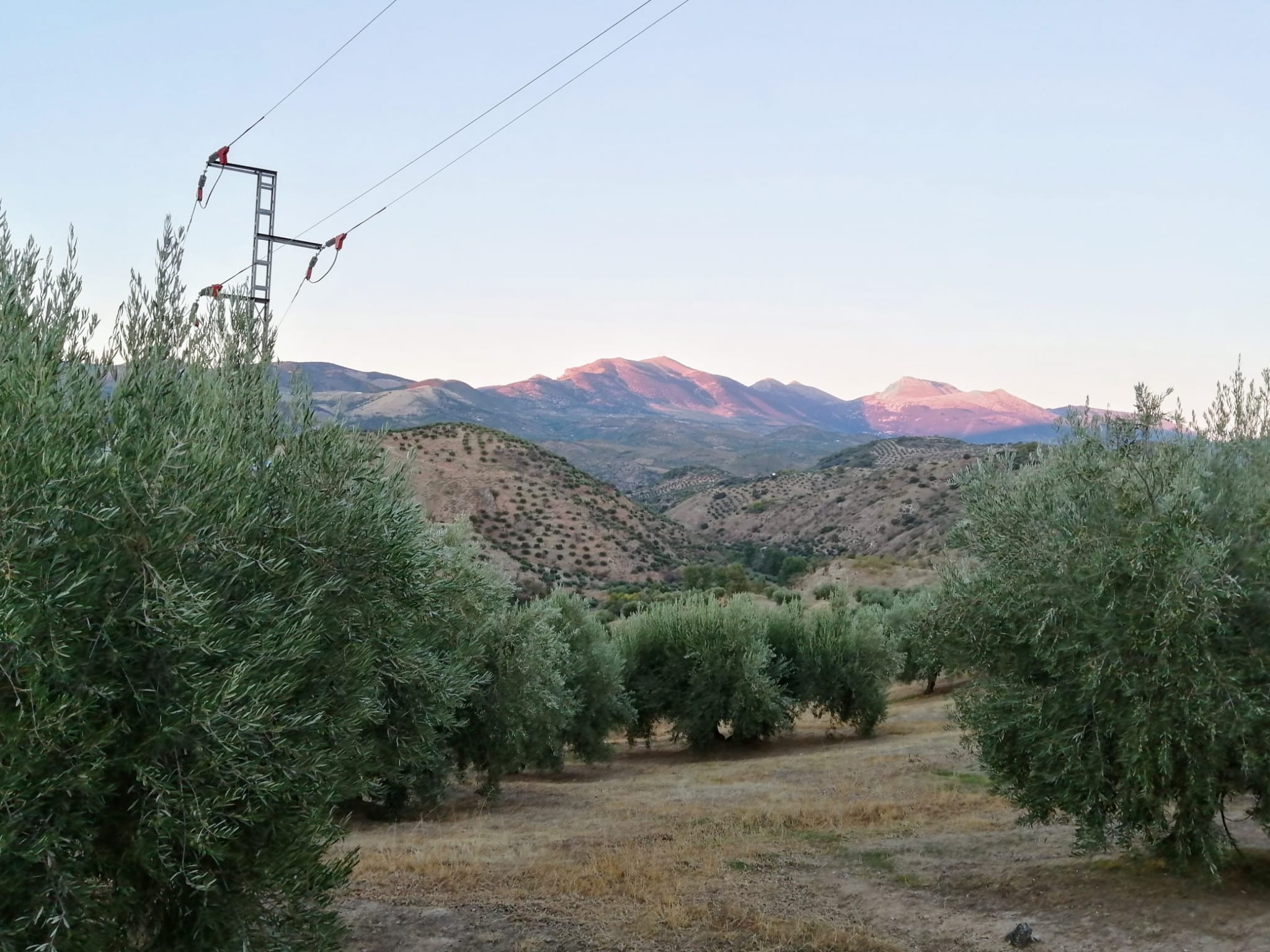 Nueva investigación sobre los efectos del cambio climático en el olivar