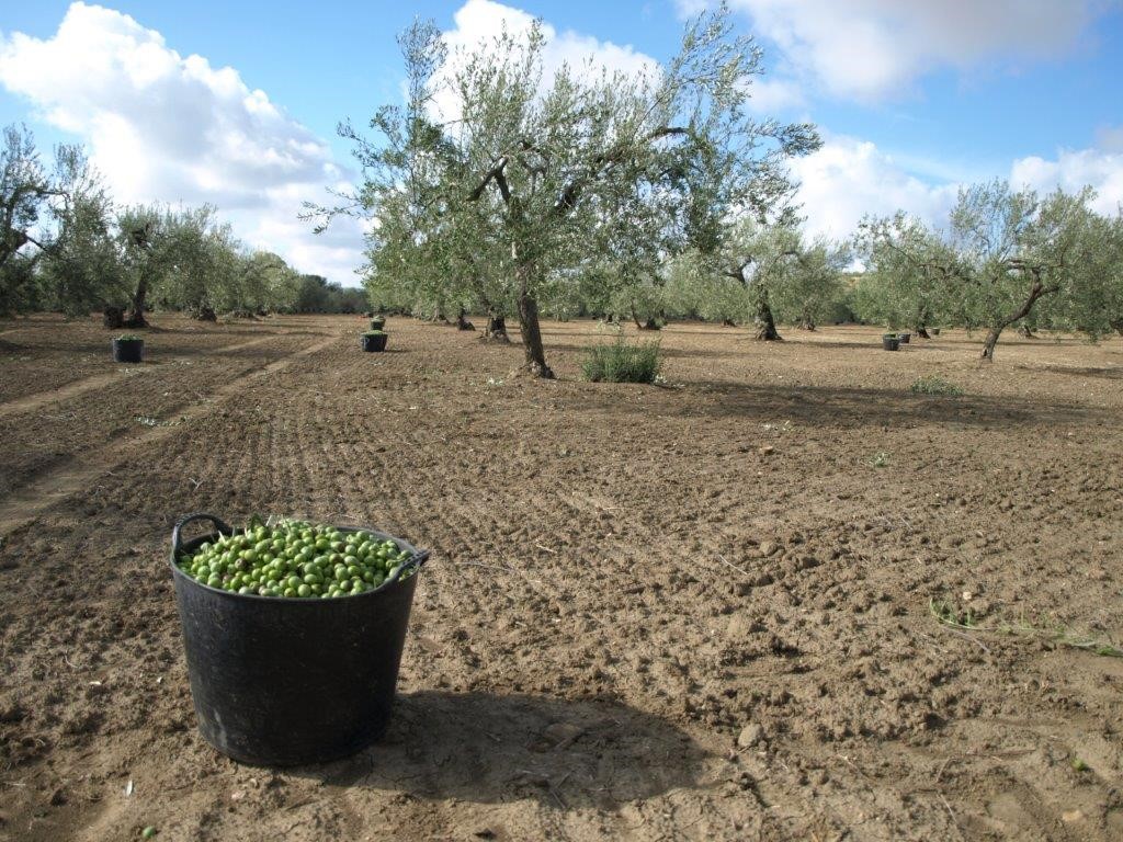 Incidencia actual de la polilla del olivo