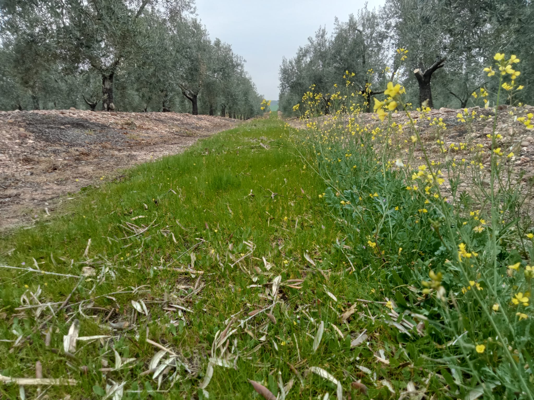 Jornada de campo sobre manejo de cubiertas vegetales en olivar