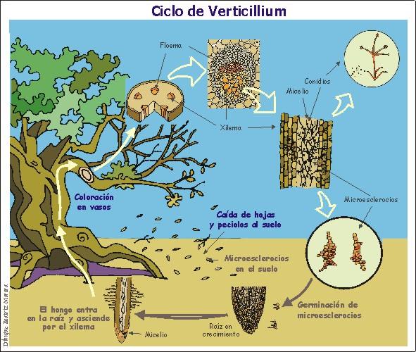 Estrategias de manejo de la verticilosis en el olivar
